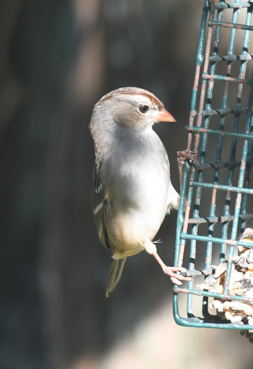 White-crowned Sparrow - ML646463017
