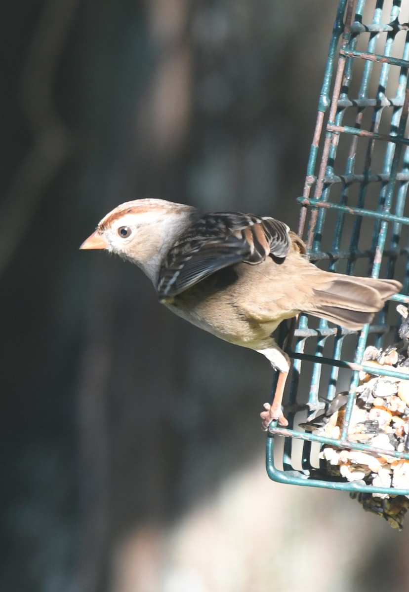 White-crowned Sparrow - ML646463018