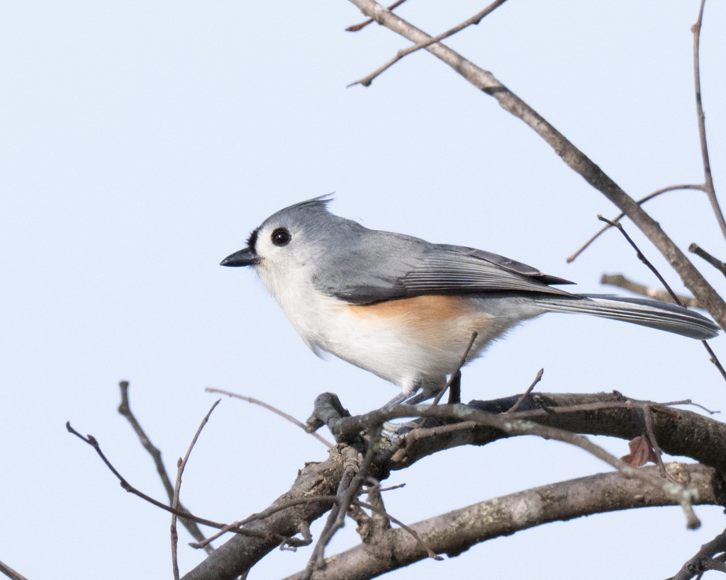 Tufted Titmouse - ML646463026