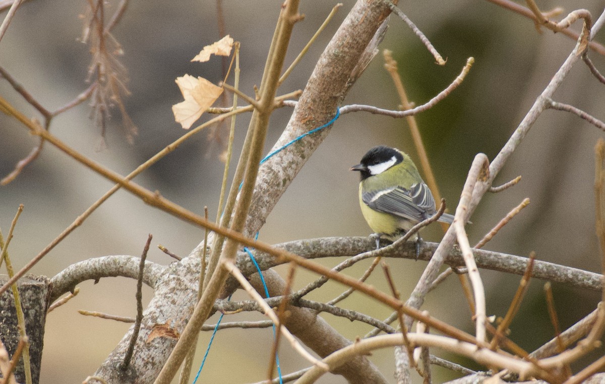 Great Tit - ML646463027