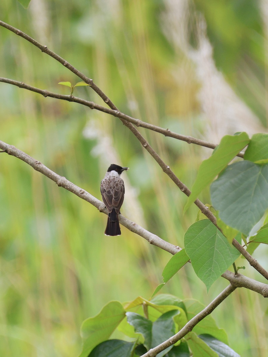 Esmer Başlıklı Arapbülbülü - ML646463028