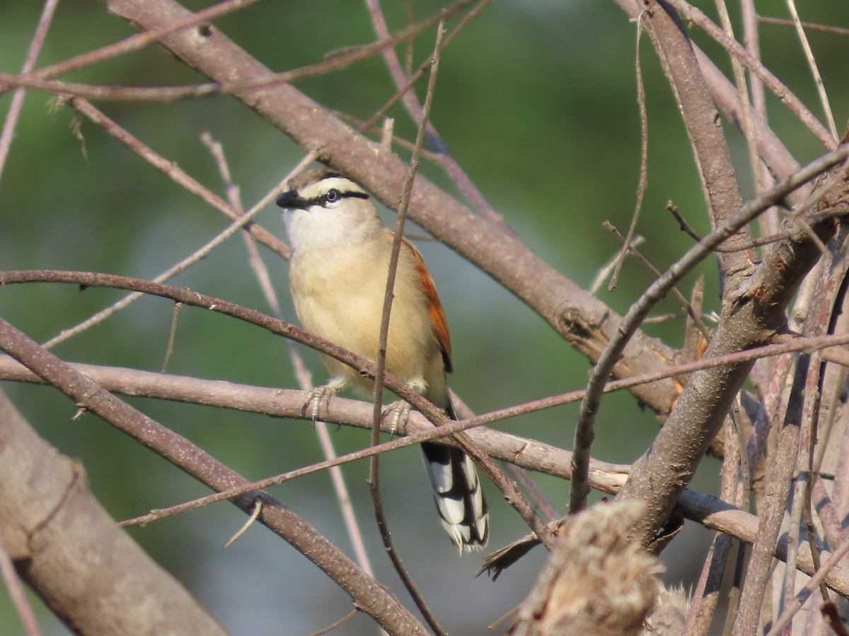 Senegal Çagrası - ML646463031