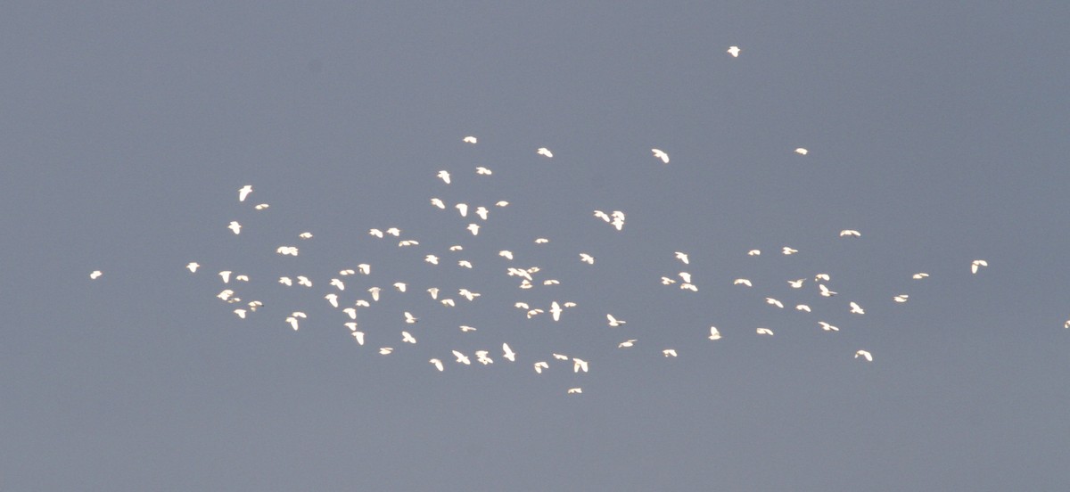 volavka rusohlavá - ML646463033