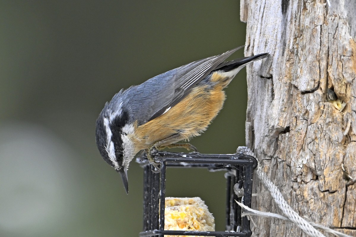 Red-breasted Nuthatch - ML646463034