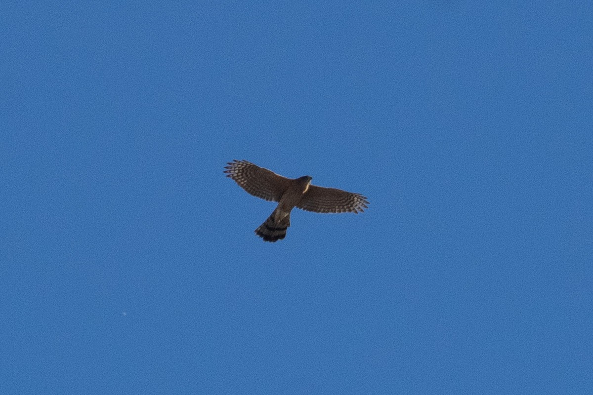 Cooper's Hawk - ML646463040