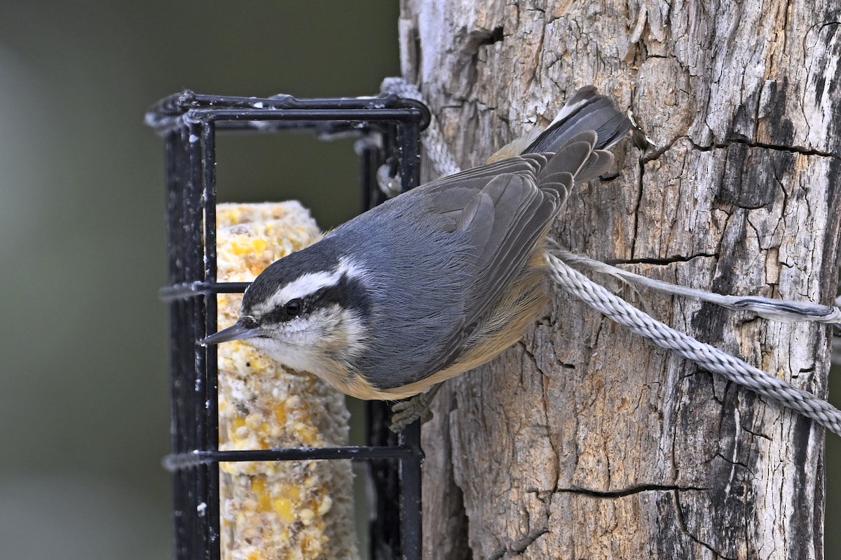 Red-breasted Nuthatch - ML646463043
