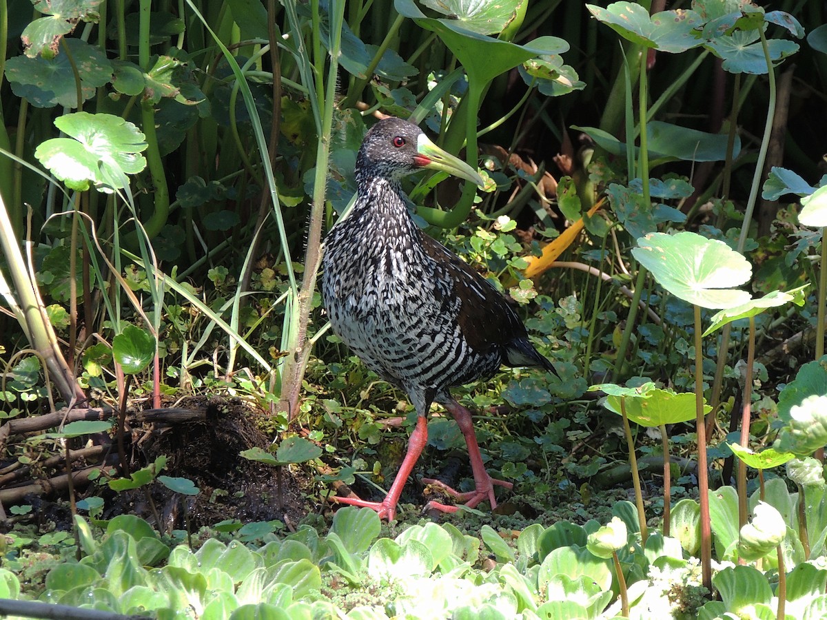 Spotted Rail - ML646463044