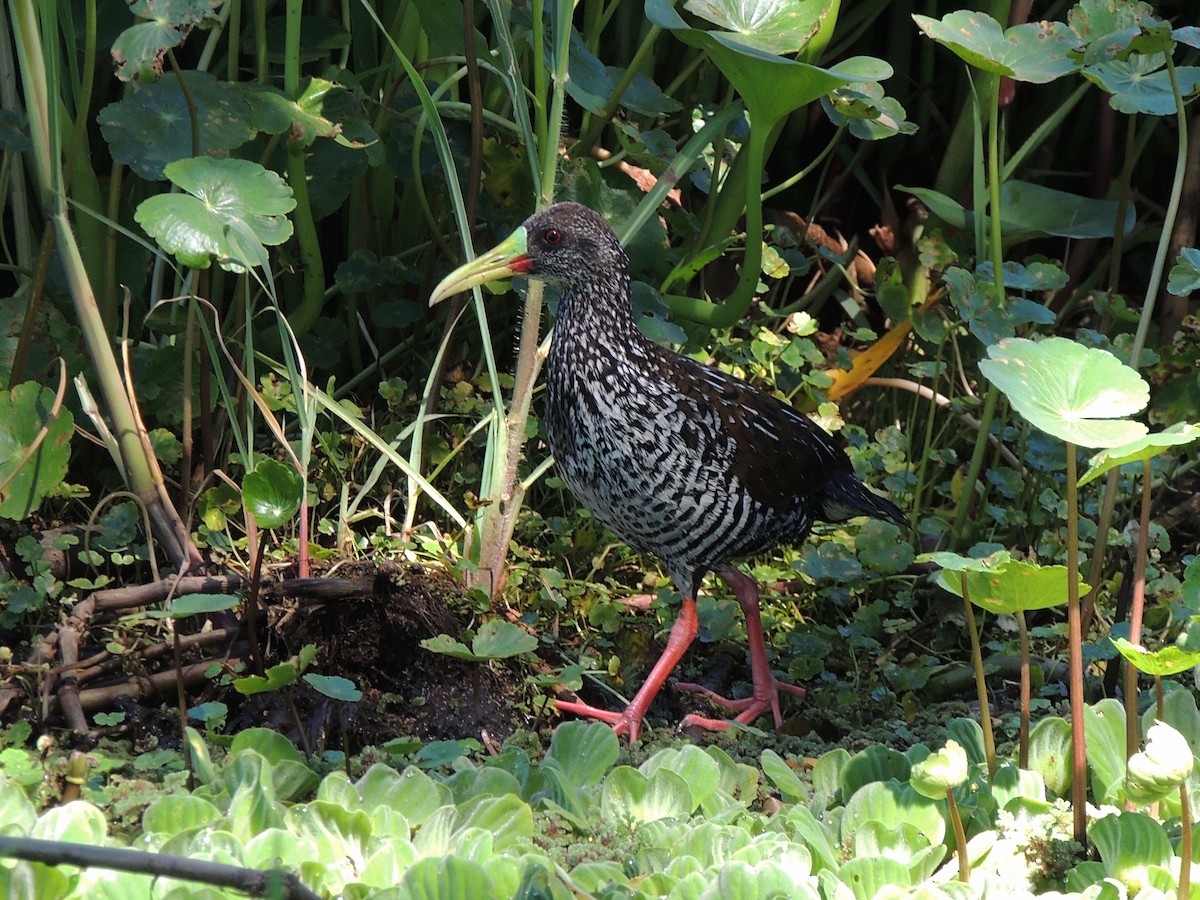 Spotted Rail - ML646463046