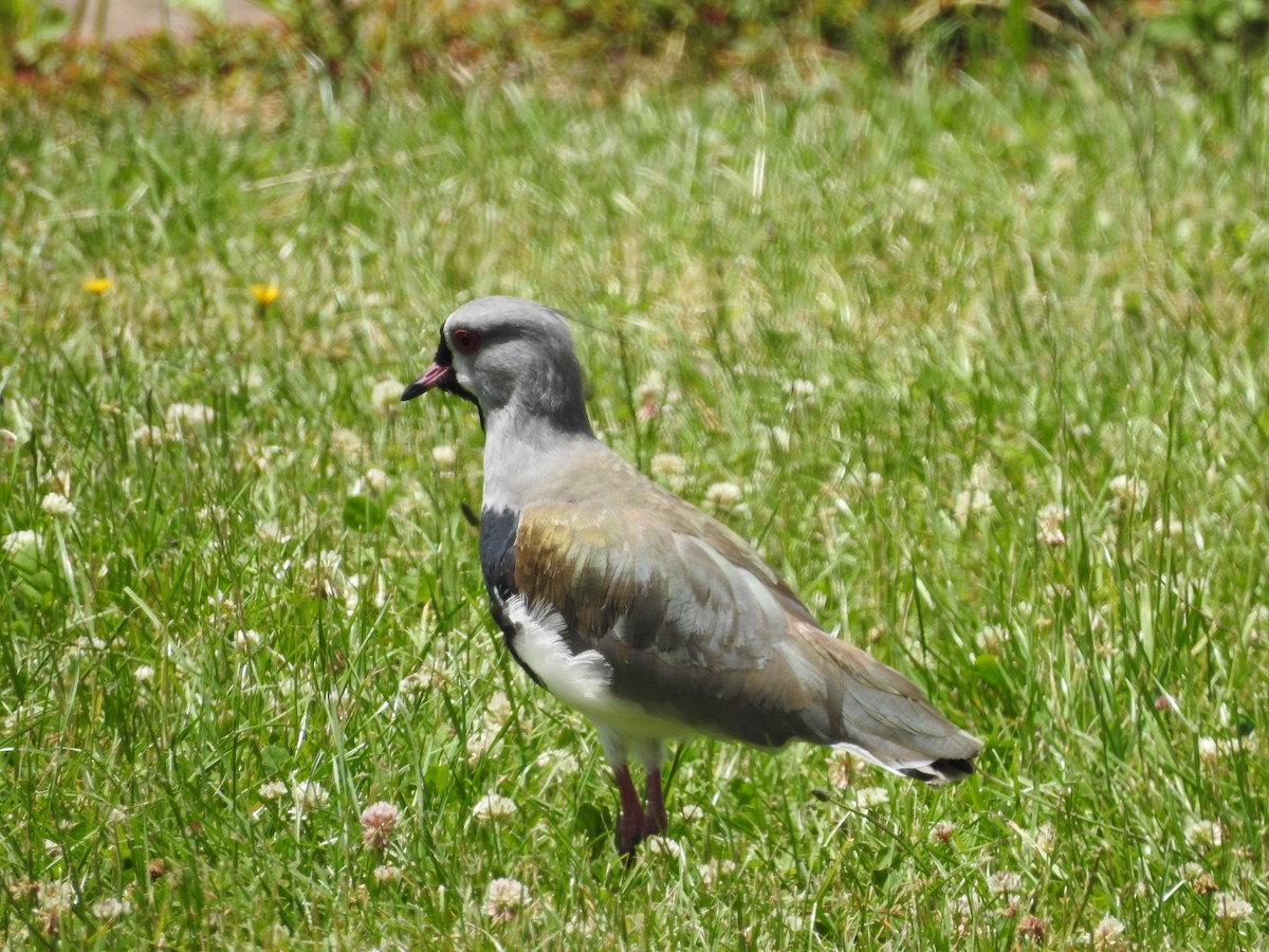 Southern Lapwing - ML646463048
