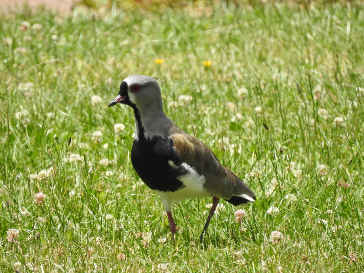 Southern Lapwing - ML646463049