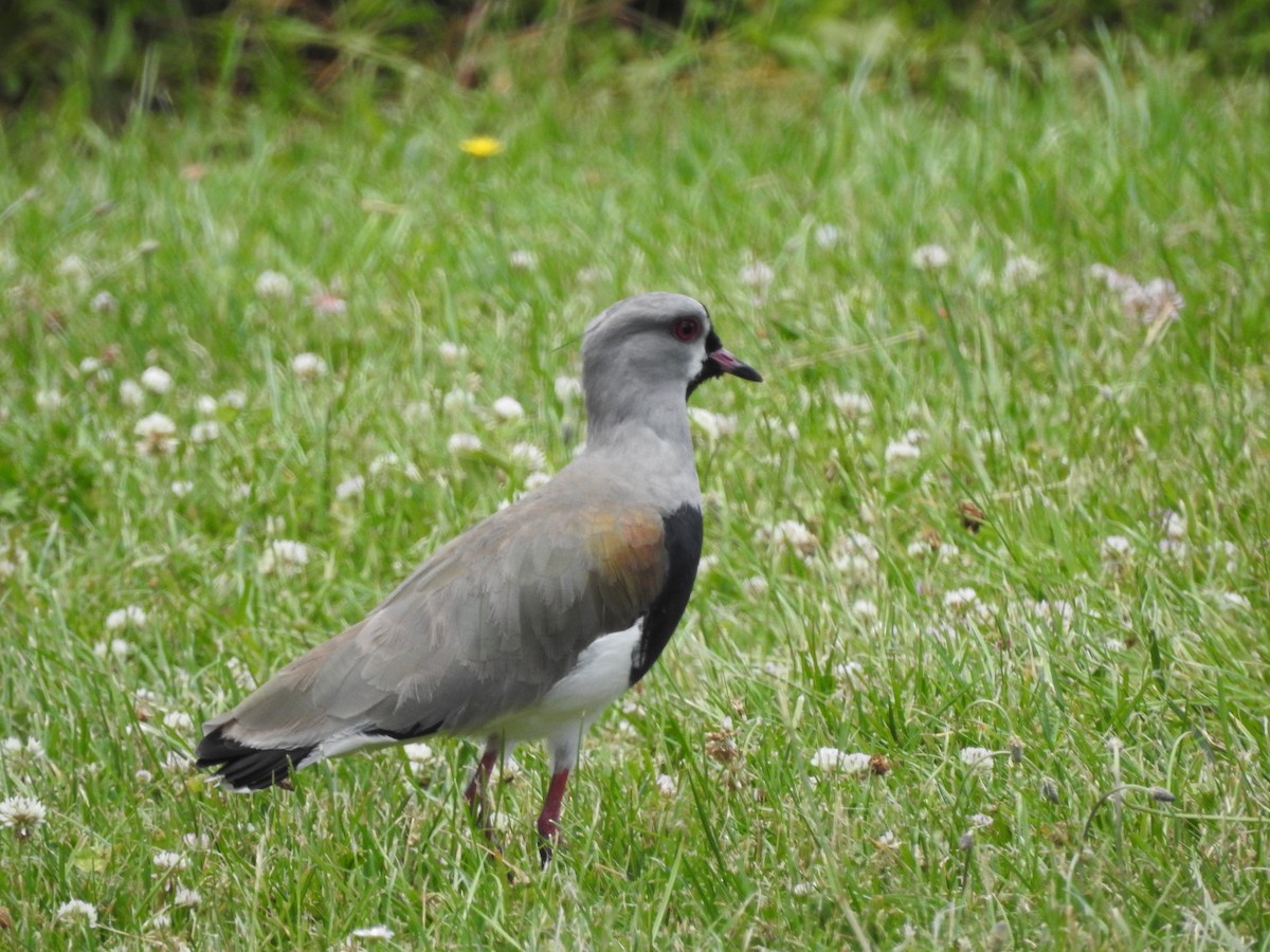 Southern Lapwing - ML646463050