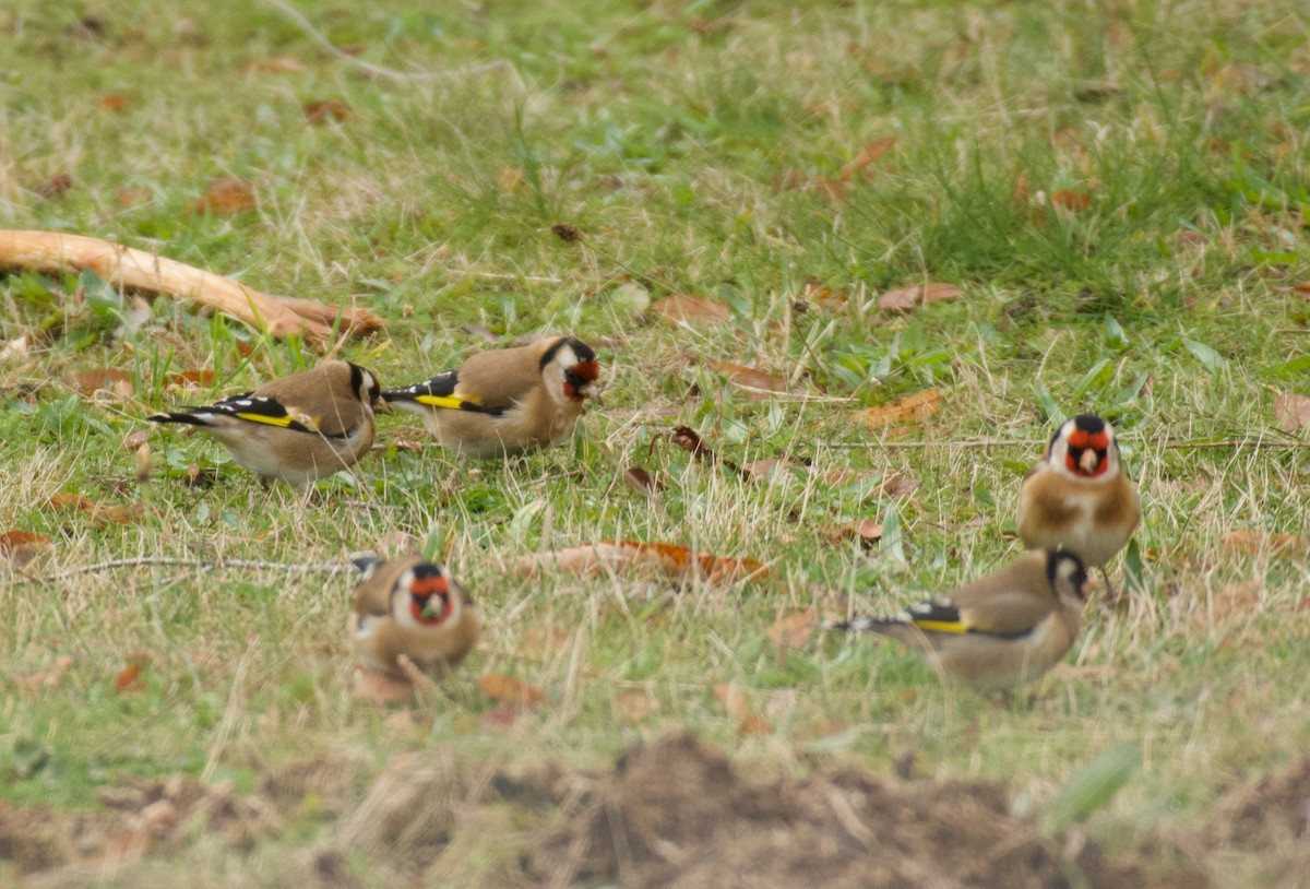 European Goldfinch - ML646463053