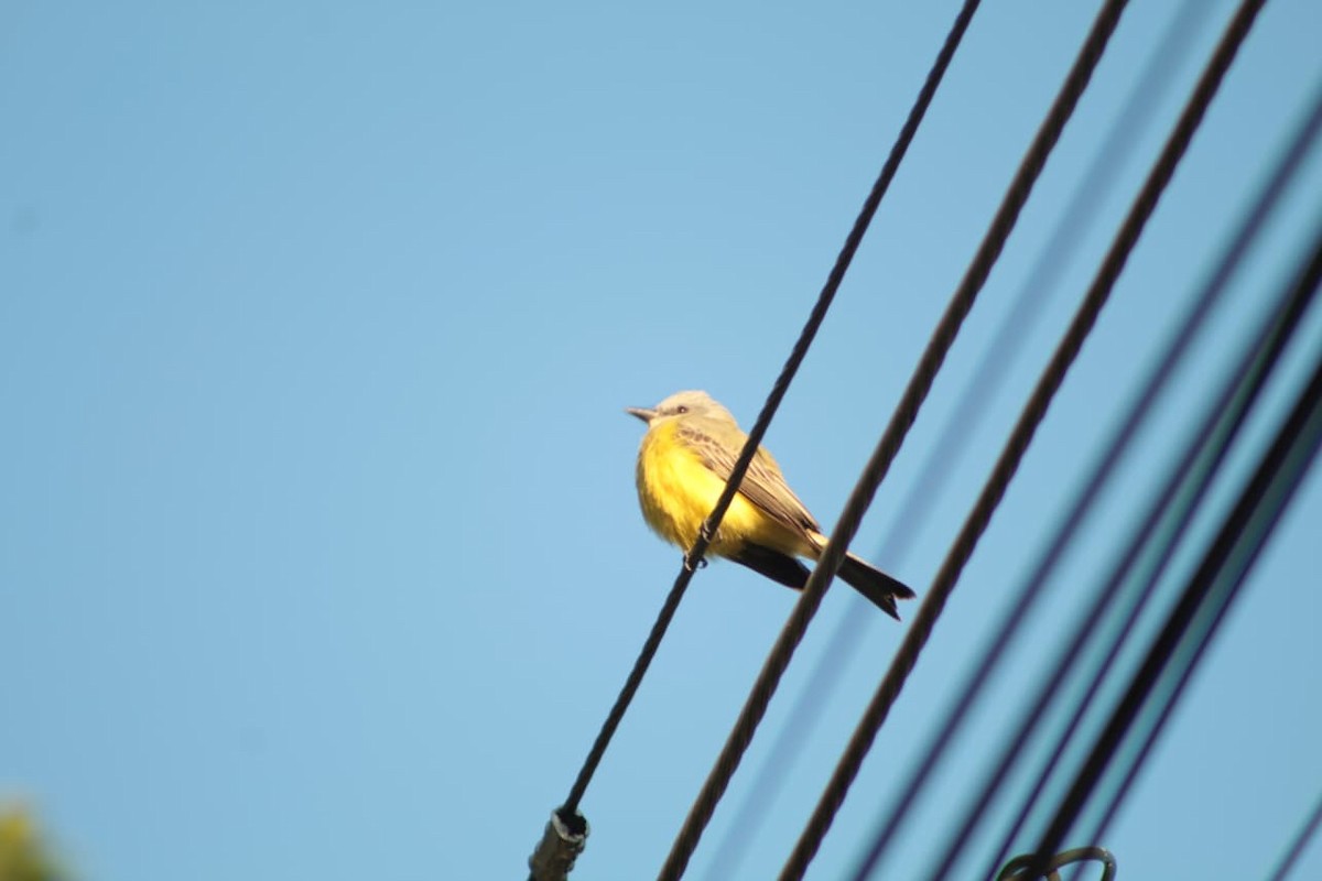 Tropical Kingbird - ML646463055