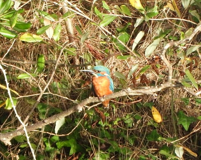 Common Kingfisher - ML646463056