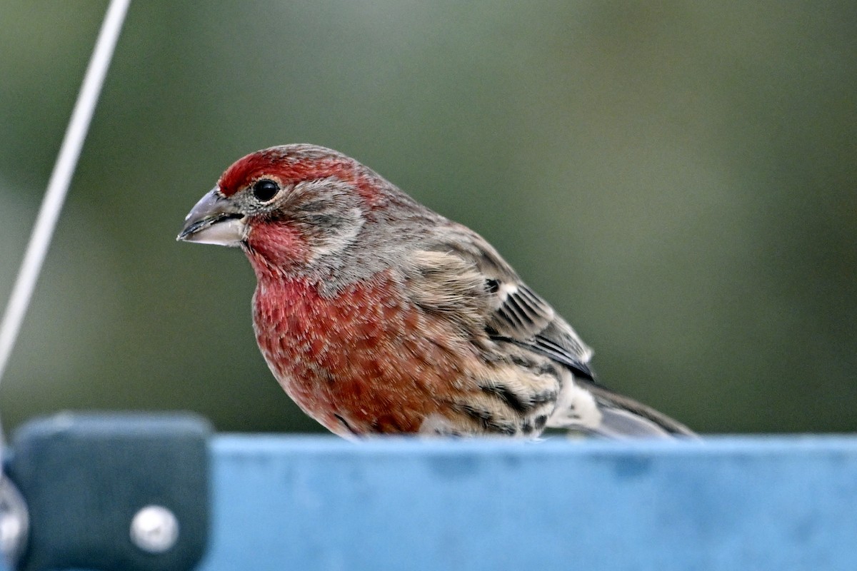 House Finch - ML646463057