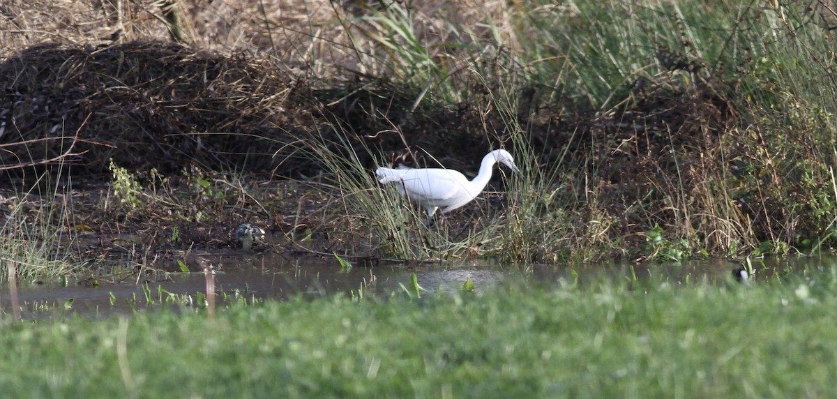 volavka stříbřitá - ML646463058