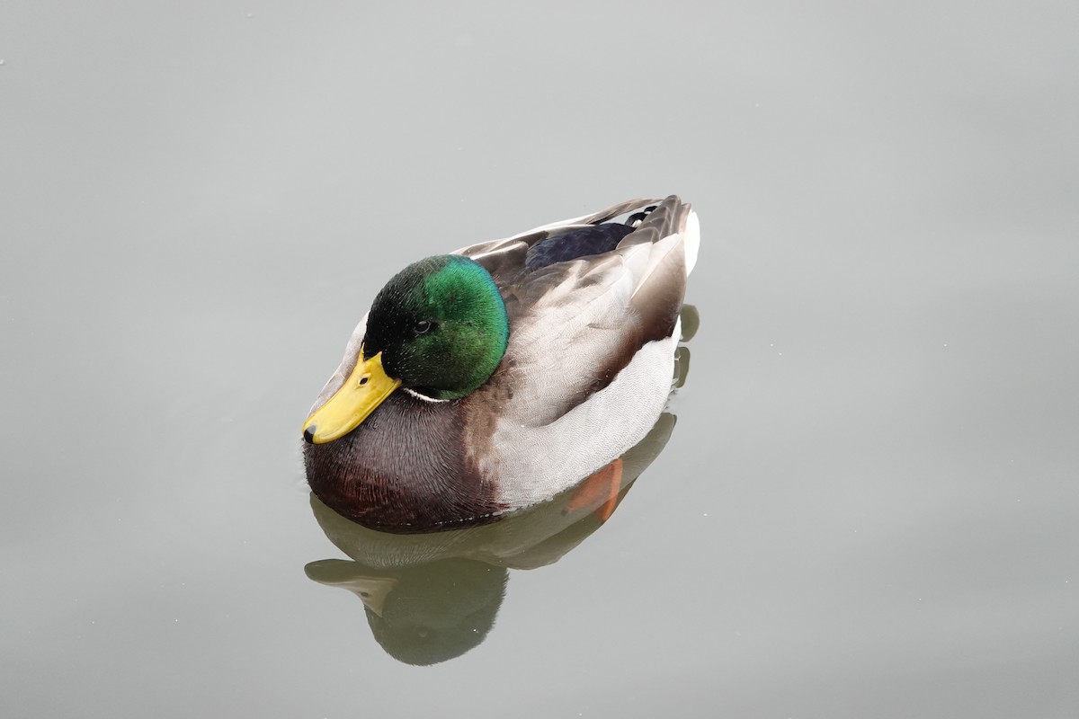 ברכיה - ML646463060