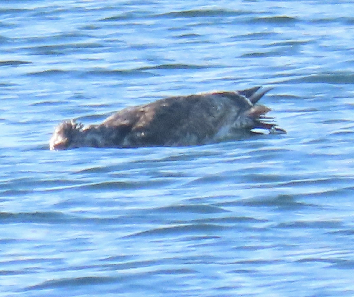 American Herring Gull - ML646463063