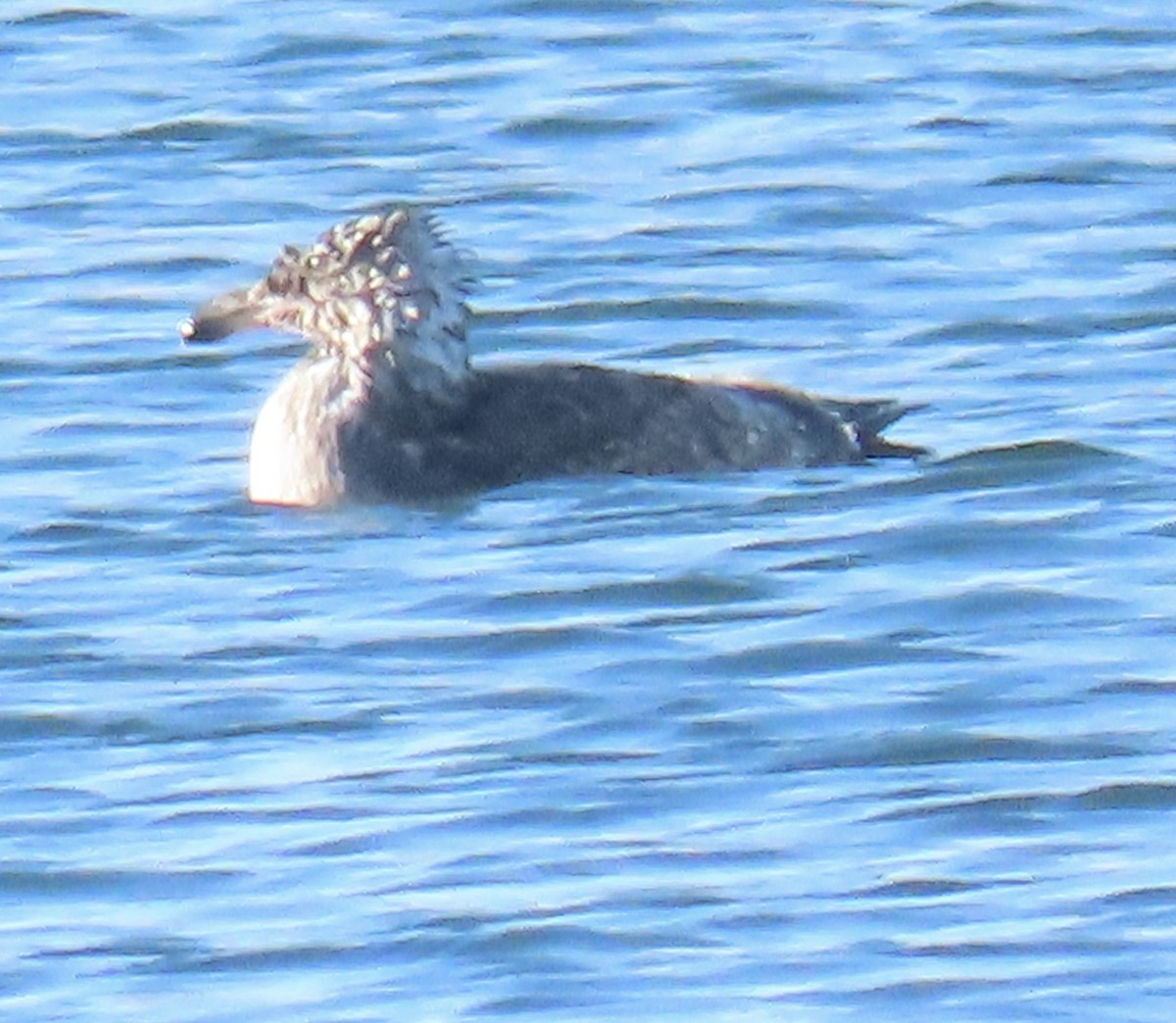 American Herring Gull - ML646463064