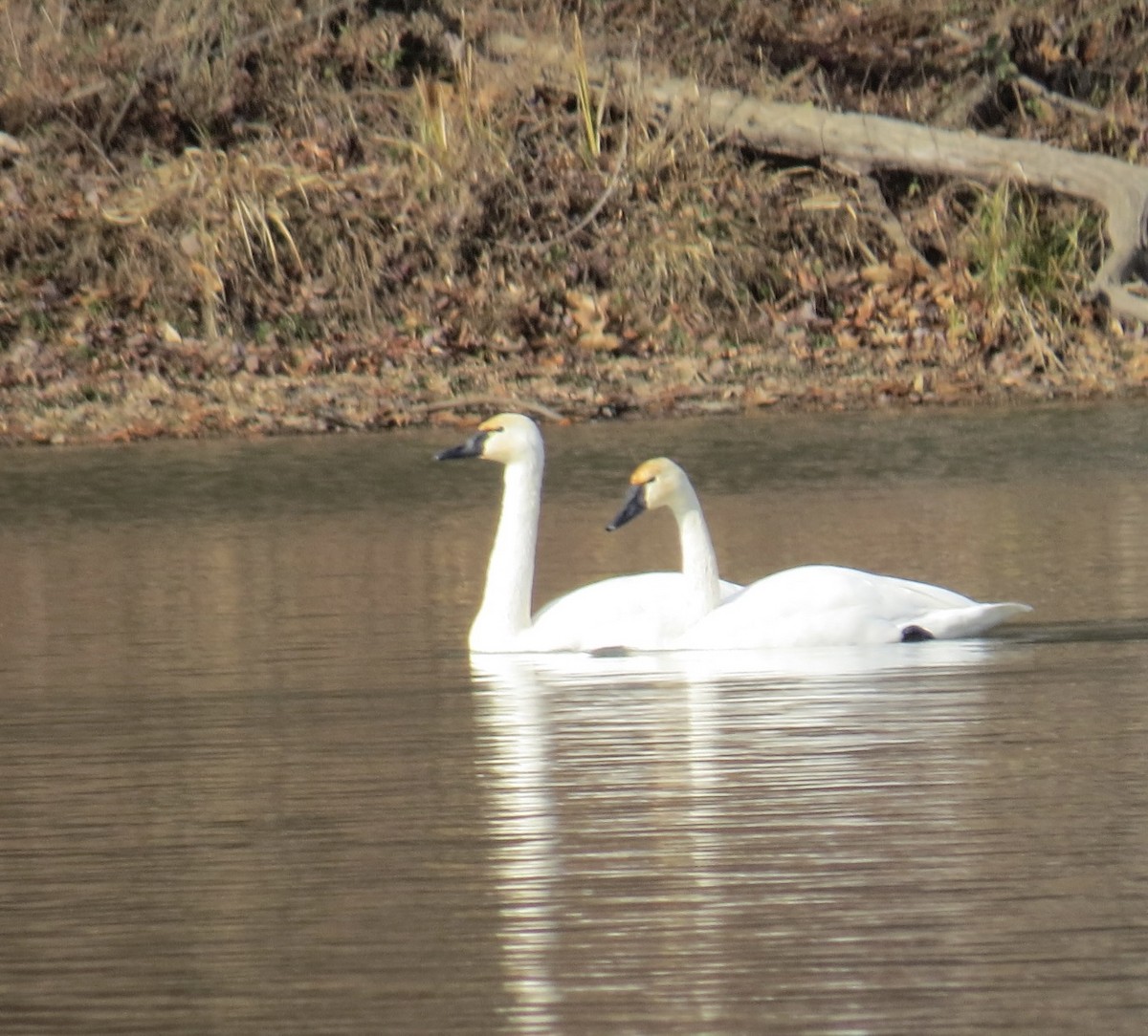 Tundra Swan - ML646463069