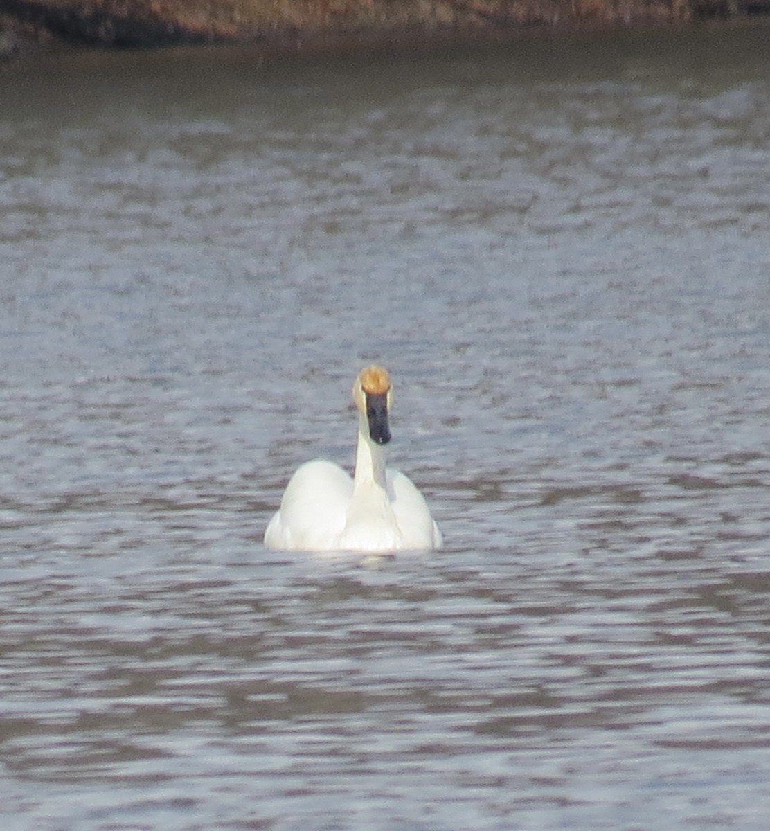 Tundra Swan - ML646463070
