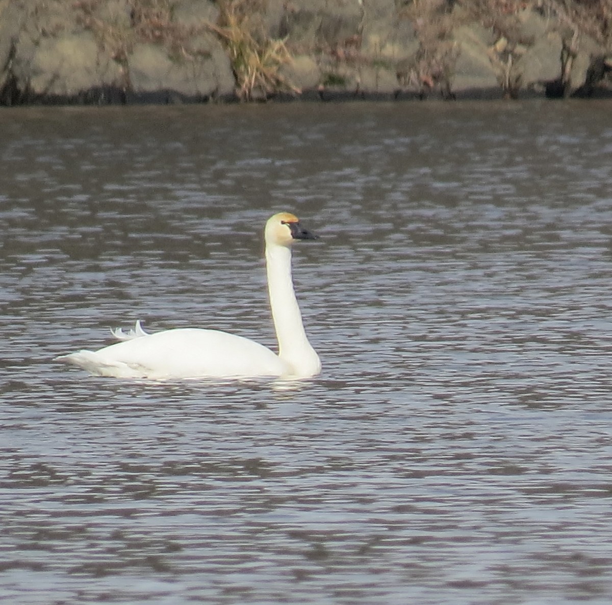 Tundra Swan - ML646463071