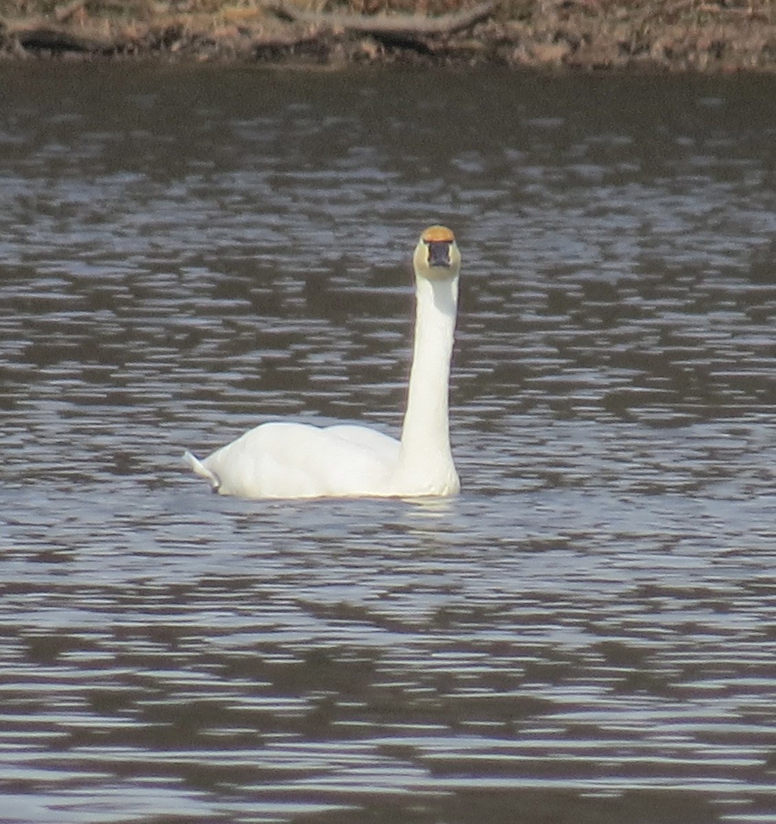 Tundra Swan - ML646463072