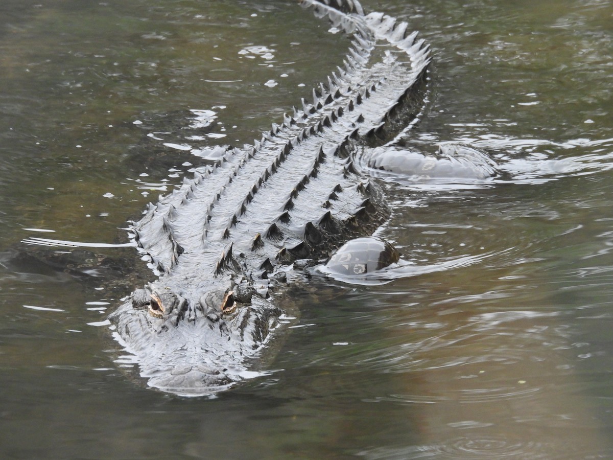 American Alligator - ML646463076