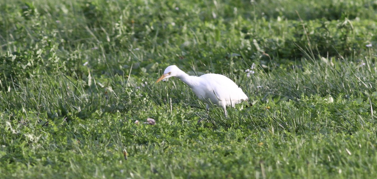 volavka rusohlavá - ML646463077