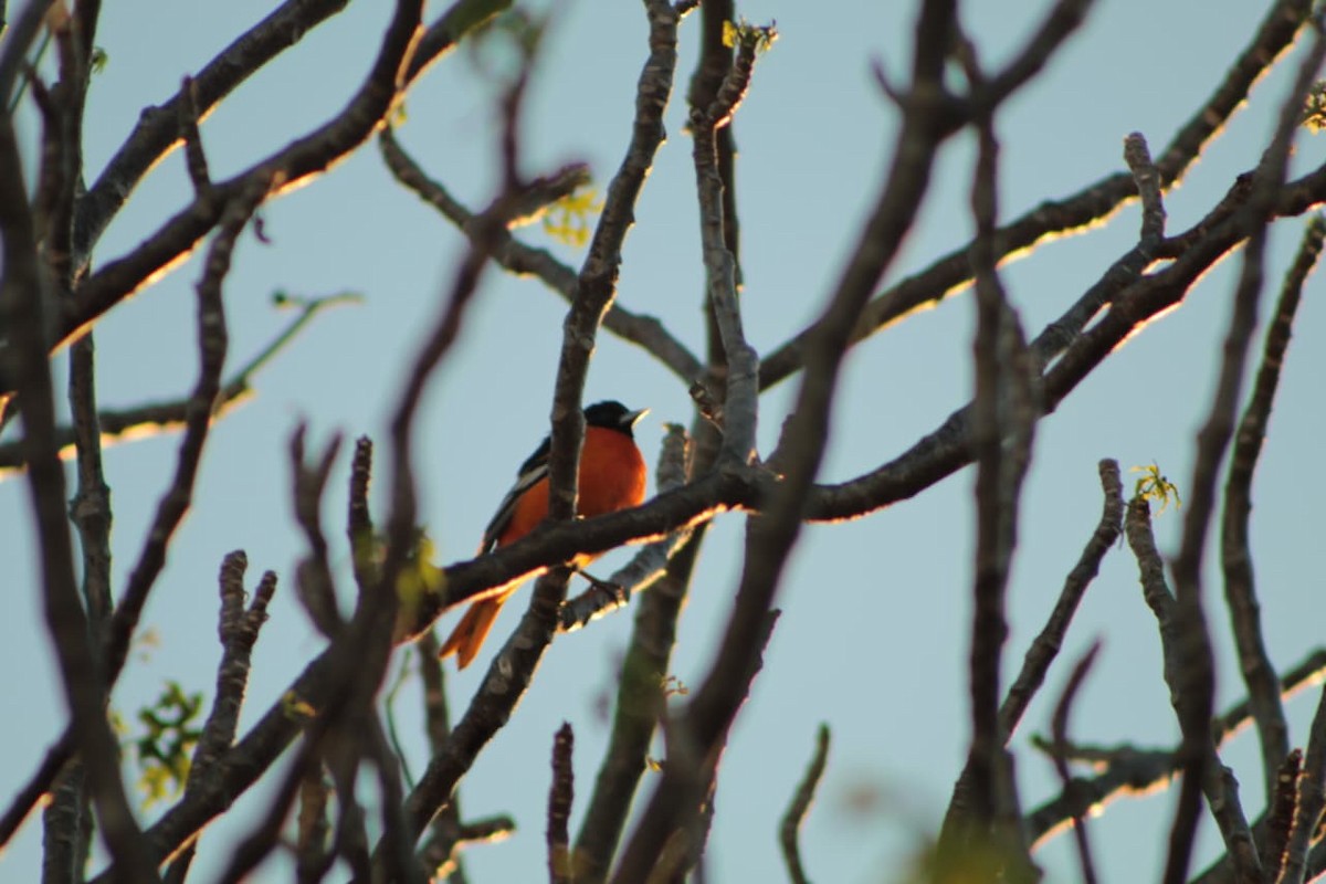 ボルチモアムクドリモドキ - ML646463080