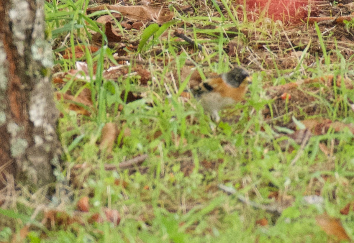 Brambling - ML646463081