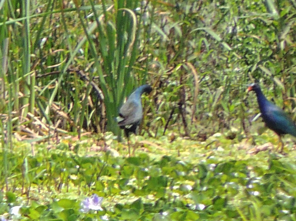 Султанка американська - ML646463083