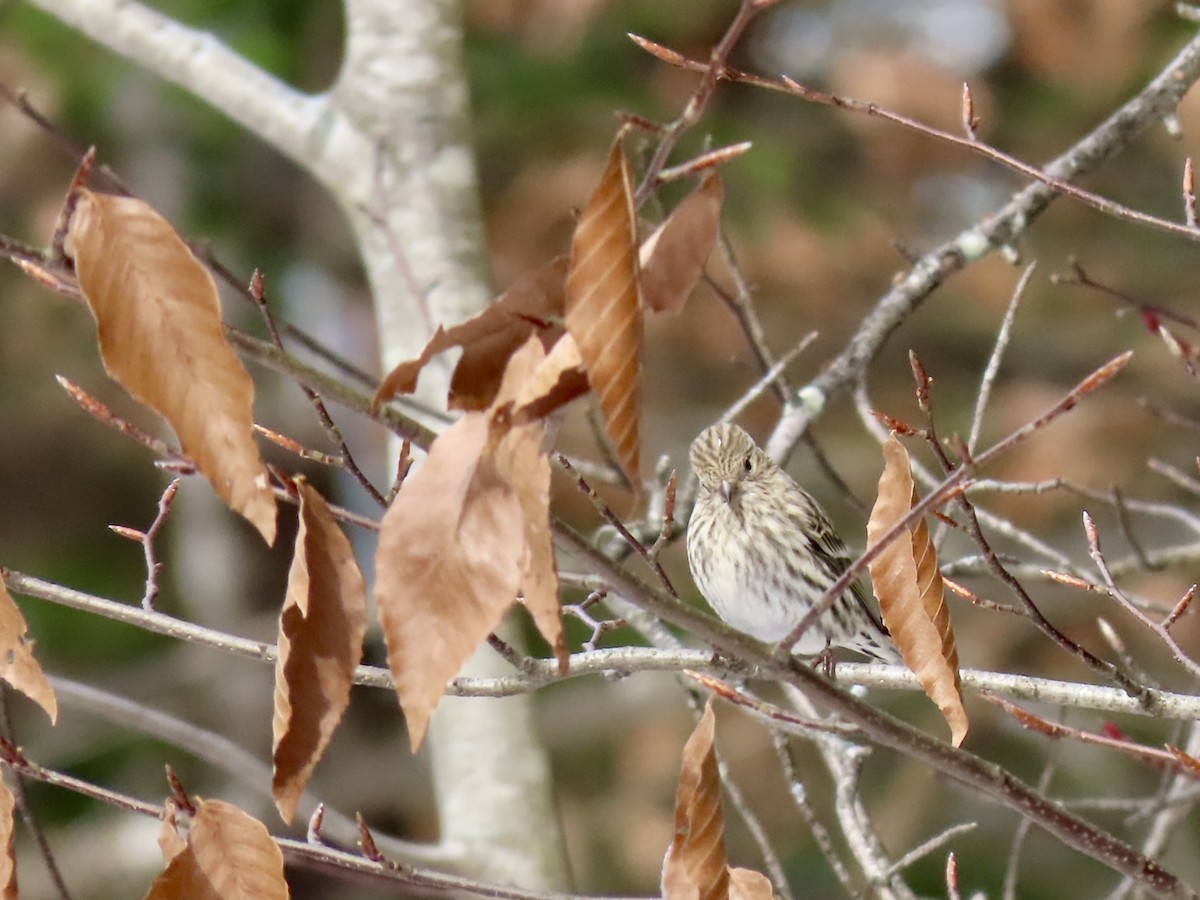 čížek severoamerický - ML646463085