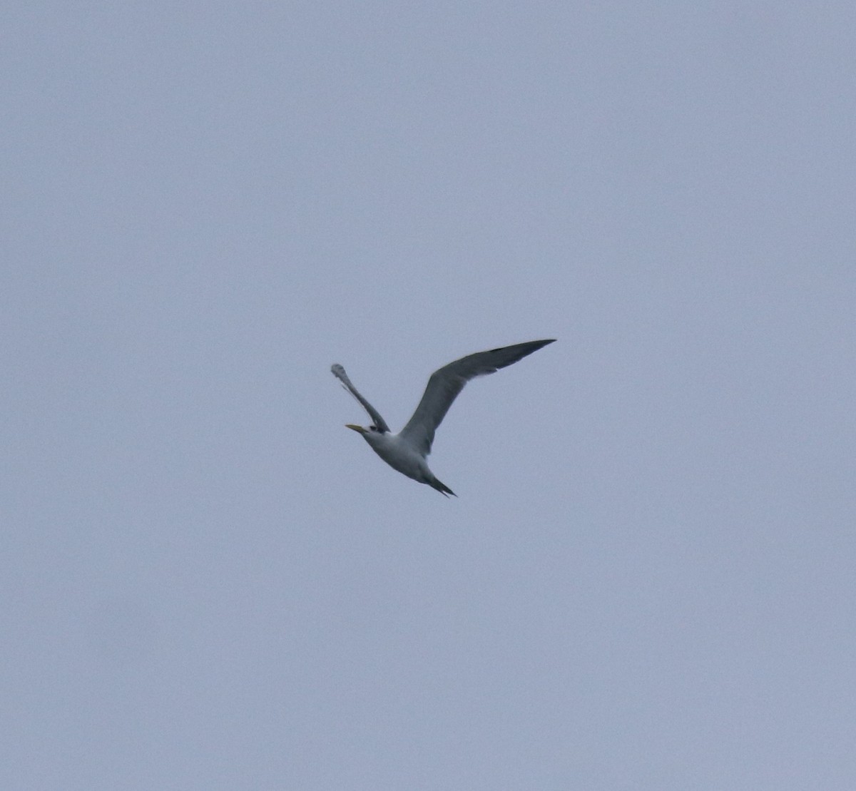 Great Crested Tern - ML646463088