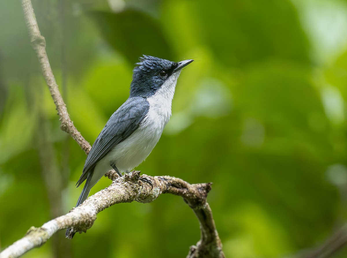 Moluccan Flycatcher - ML646463089