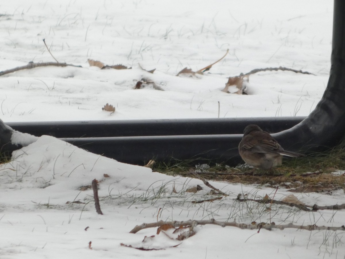 Юнко сірий - ML646463090