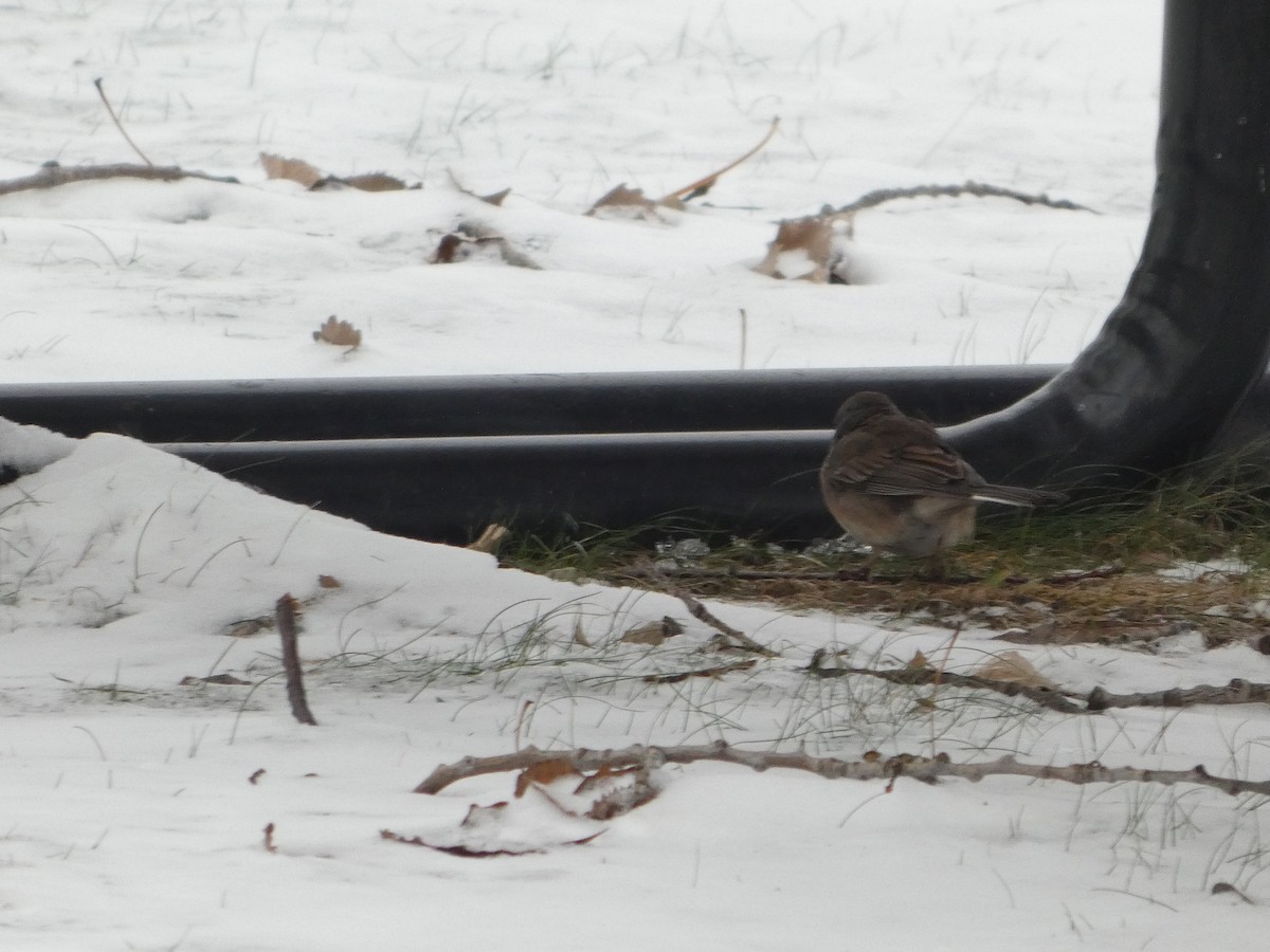 Юнко сірий - ML646463091