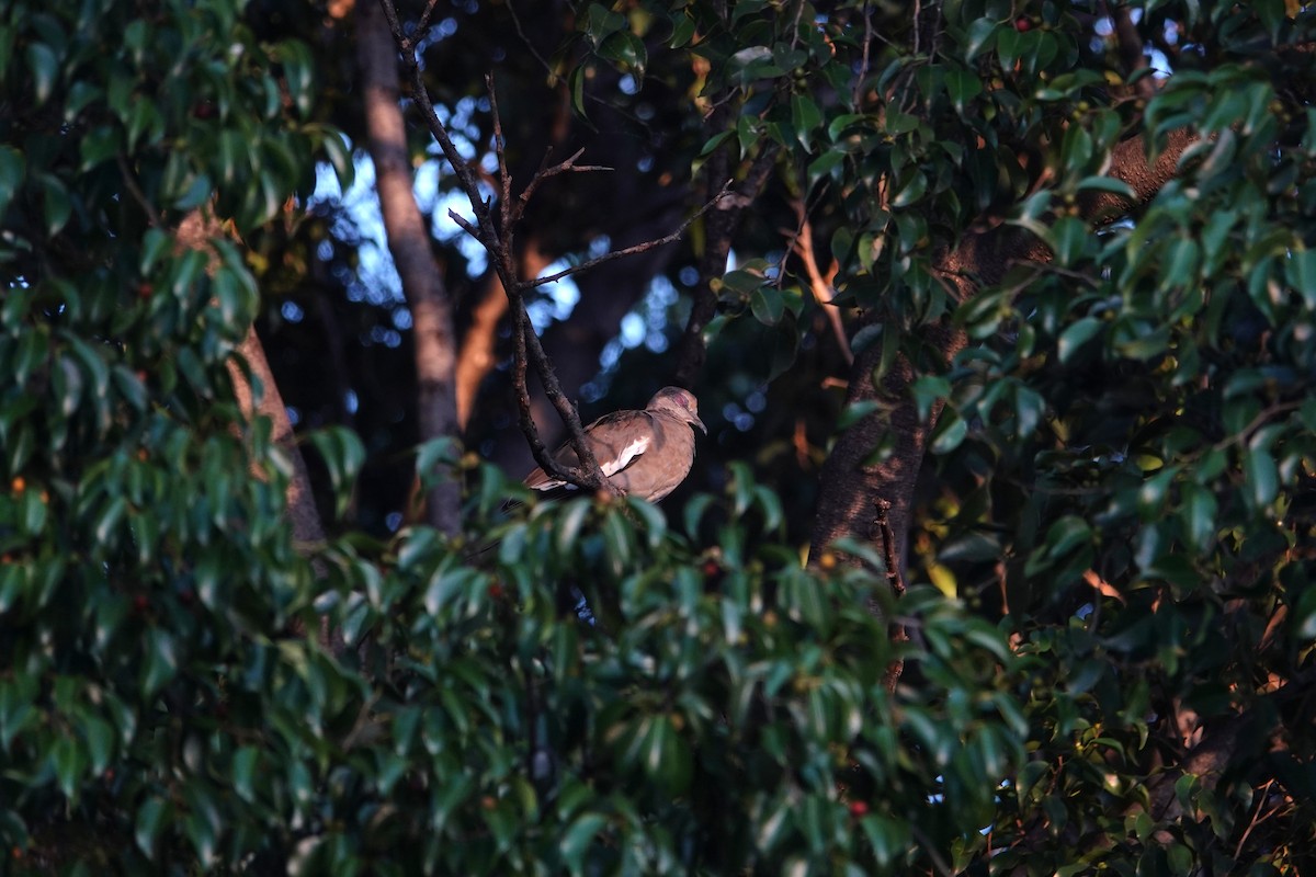 Зенаїда білокрила - ML646463092