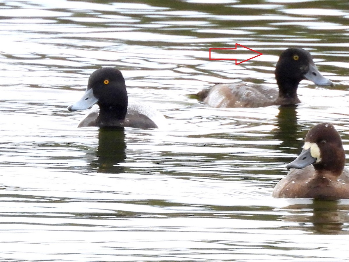 Greater Scaup - ML646463093