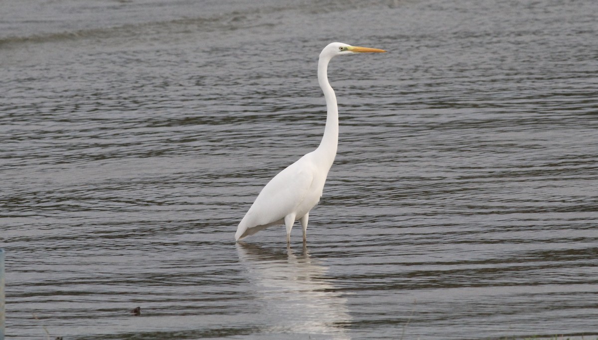 Чапля велика - ML646463094