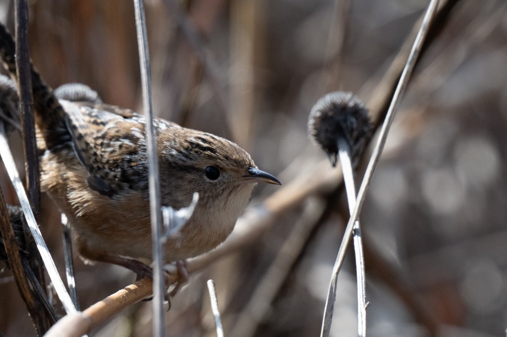 Овад осоковий - ML646463095