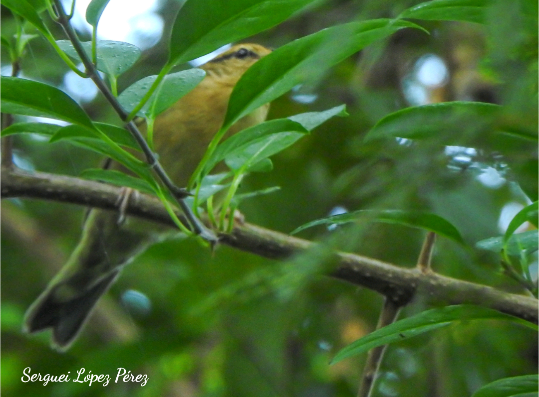 Пісняр-борсучок - ML646463096