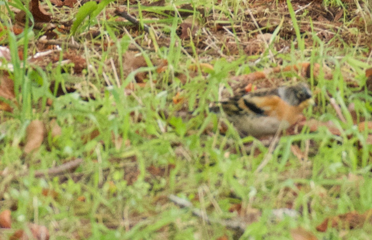 В'юрок - ML646463097