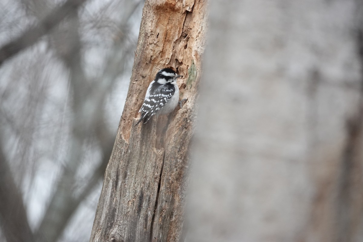 Дятел пухнастий - ML646463099