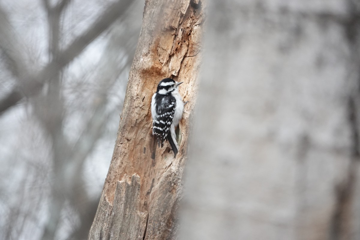 Дятел пухнастий - ML646463100