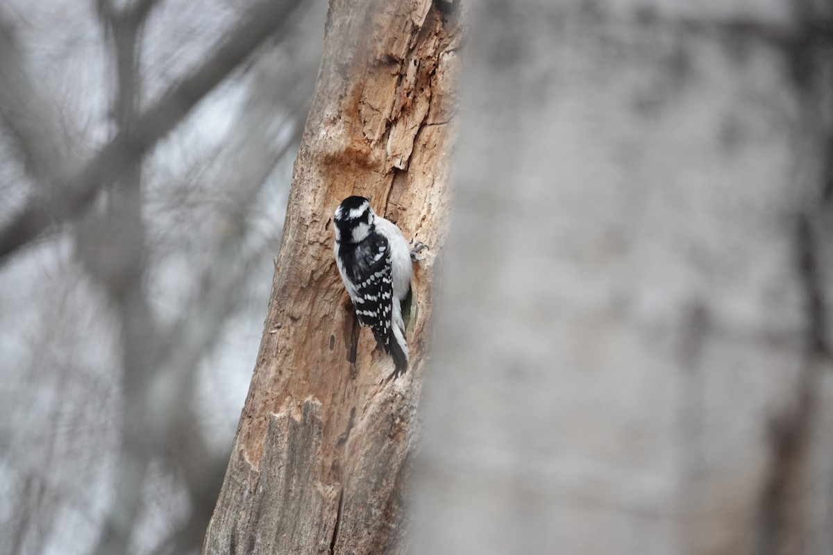 Дятел пухнастий - ML646463101