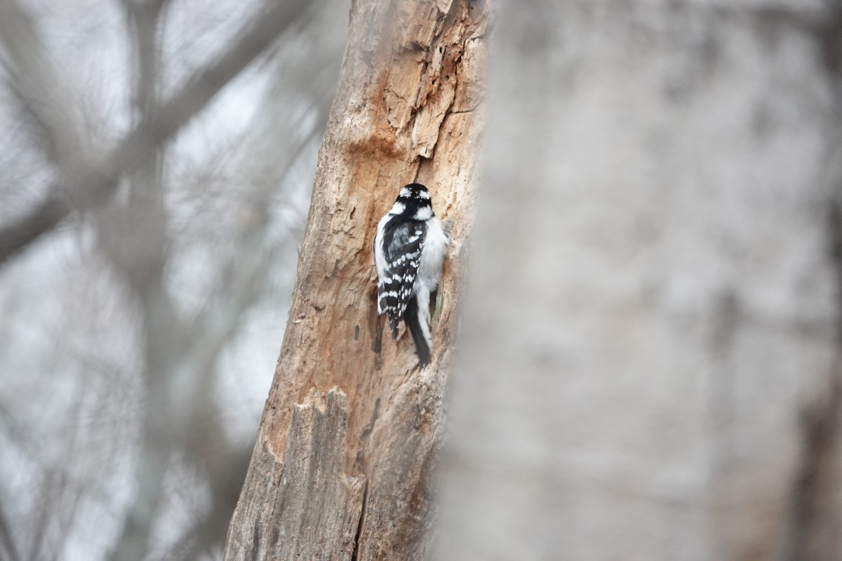 Дятел пухнастий - ML646463102