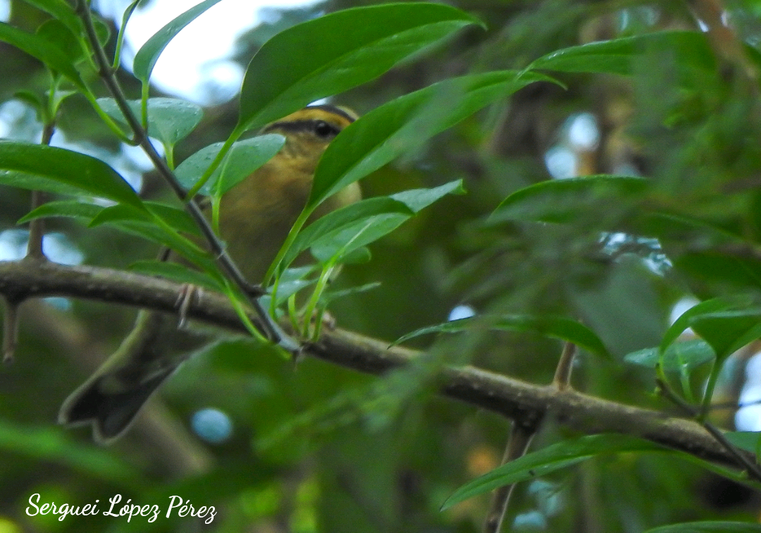 Пісняр-борсучок - ML646463103