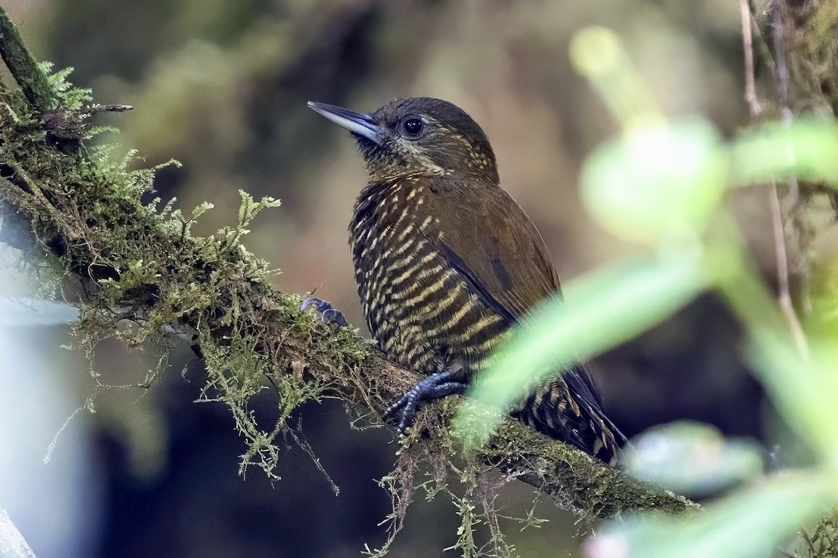 Дзьоган смугасточеревий - ML646463104