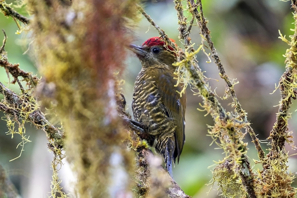 Дзьоган смугасточеревий - ML646463105
